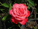 Milestone rose photo