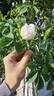 Alba Semi-plena rose photo