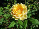 Molineux rose photo