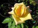 Mona Lisa rose photo
