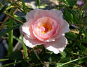 Mrs. William C. Egan rose photo