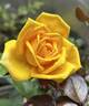 Copper Queen rose photo