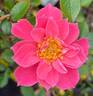 Renny rose photo