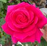 All My Loving rose photo