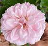Comtesse de Ségur rose photo