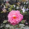 Jean Carles rose photo