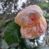 Guillot no. 1 rose photo