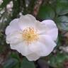 Roseromantic rose photo