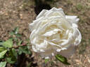 Mademoiselle de Sombreuil rose photo