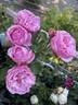 Carey rose photo