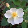 Kew Gardens rose photo