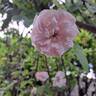 Barbara Austin rose photo