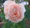 Domaine de Chantilly® rose photo