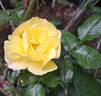 Académie d'Orléans ® rose photo