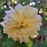 Molineux rose photo