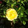 Calizia rose photo