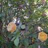 Charles Darwin ® rose photo