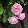Billet Doux rose photo