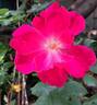 Knock Out rose photo