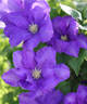 H. F. Young clematis photo