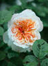 The Impressionist ™ rose photo