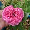 Désirée Parmentier rose photo