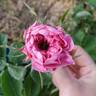 Désirée Parmentier rose photo