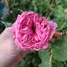 Désirée Parmentier rose photo