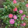 Shining Moment rose photo