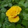 Rise Up™ Ringo ® rose photo
