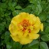 Rise Up™ Ringo ® rose photo