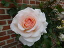 Chandos Beauty rose photo