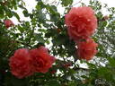 Alibaba rose photo