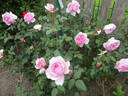 The Ancient Mariner rose photo