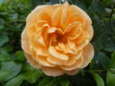 Apricot Clementine ® rose photo