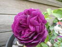 Minerva rose photo