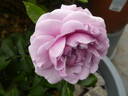 Nautica rose photo