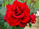Barkarole ® rose photo