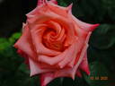 Folklore rose photo