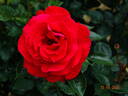Grande Classe rose photo
