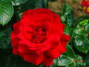 Kronenbourg rose photo