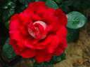Kronenbourg rose photo