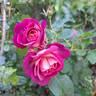 Agnes B rose photo