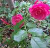 Amica rose photo
