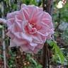 Blossomtime rose photo