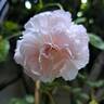 Strawberry Hill rose photo