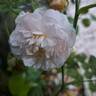 Strawberry Hill rose photo