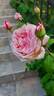 Gloire de Dijon rose photo