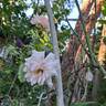 Sweet Love rose photo