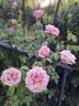 Gloire de Dijon rose photo